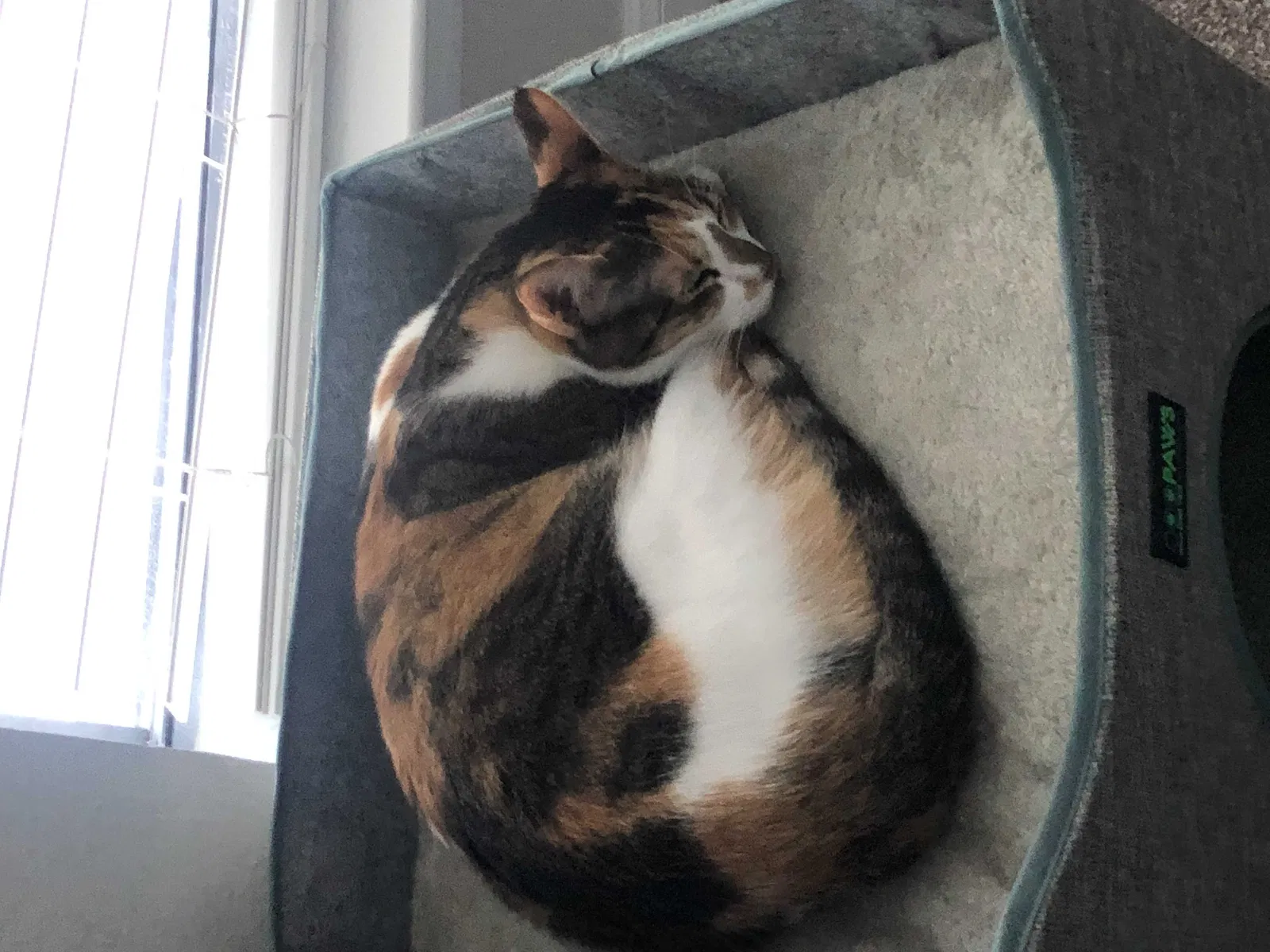 Lost cat in Grand Prairie, TX, 75052