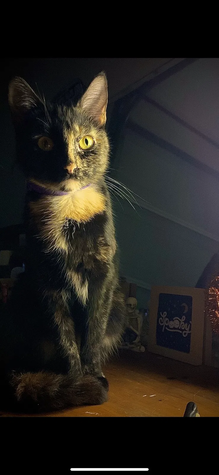 Lost cat in Cabot, AR, 72023