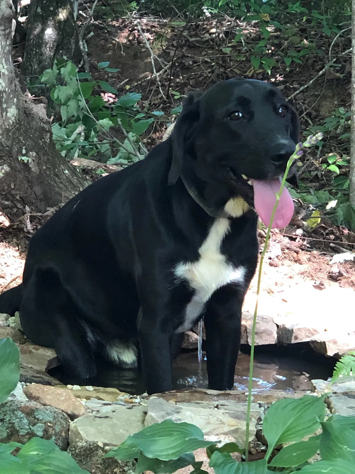 Lost dog in Travelers Rest, SC, 29690