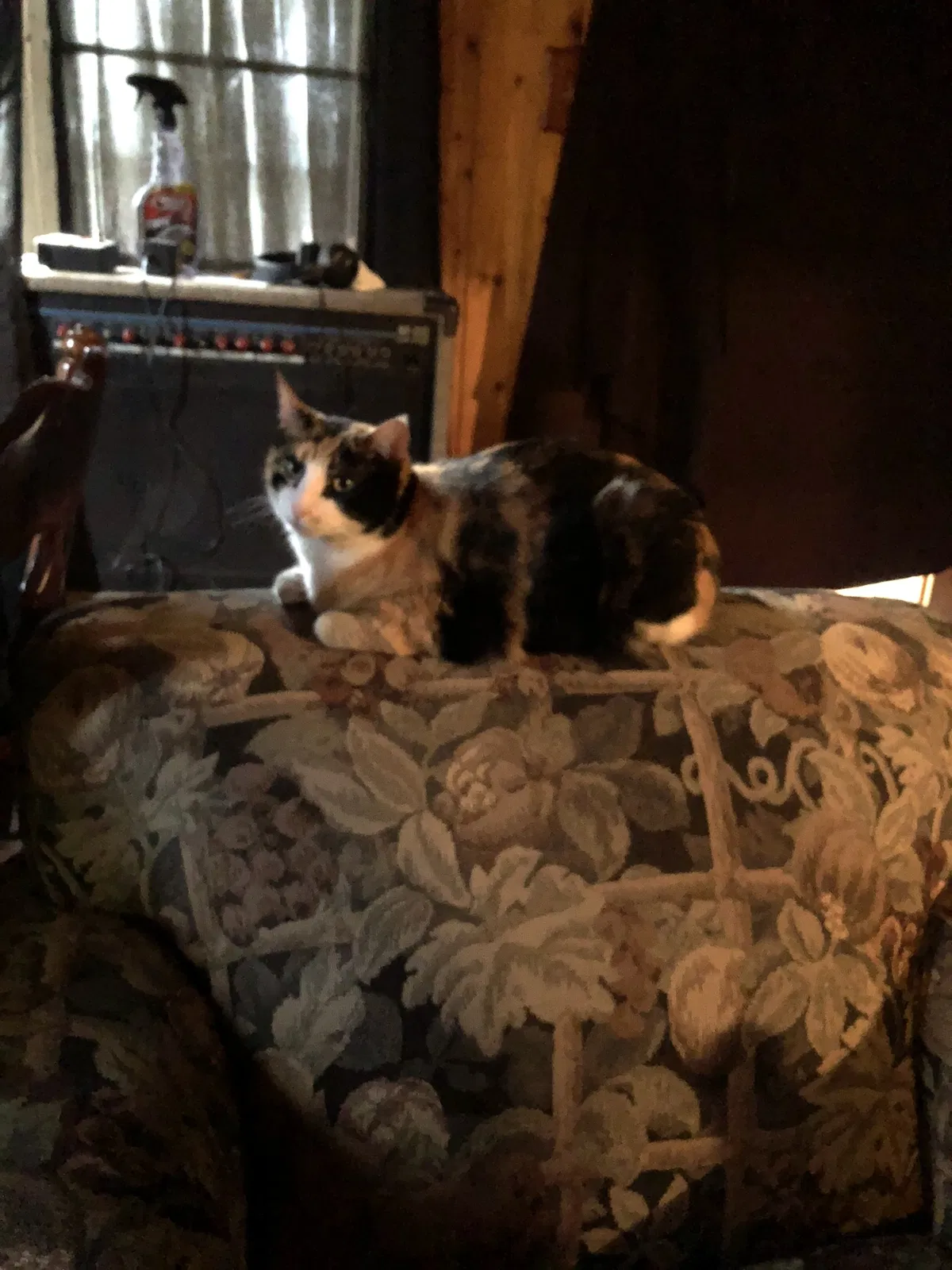 Lost cat in Trevor, WI, 53179