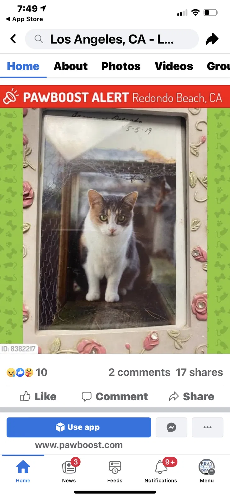 Lost cat in Redondo Beach, CA, 90278