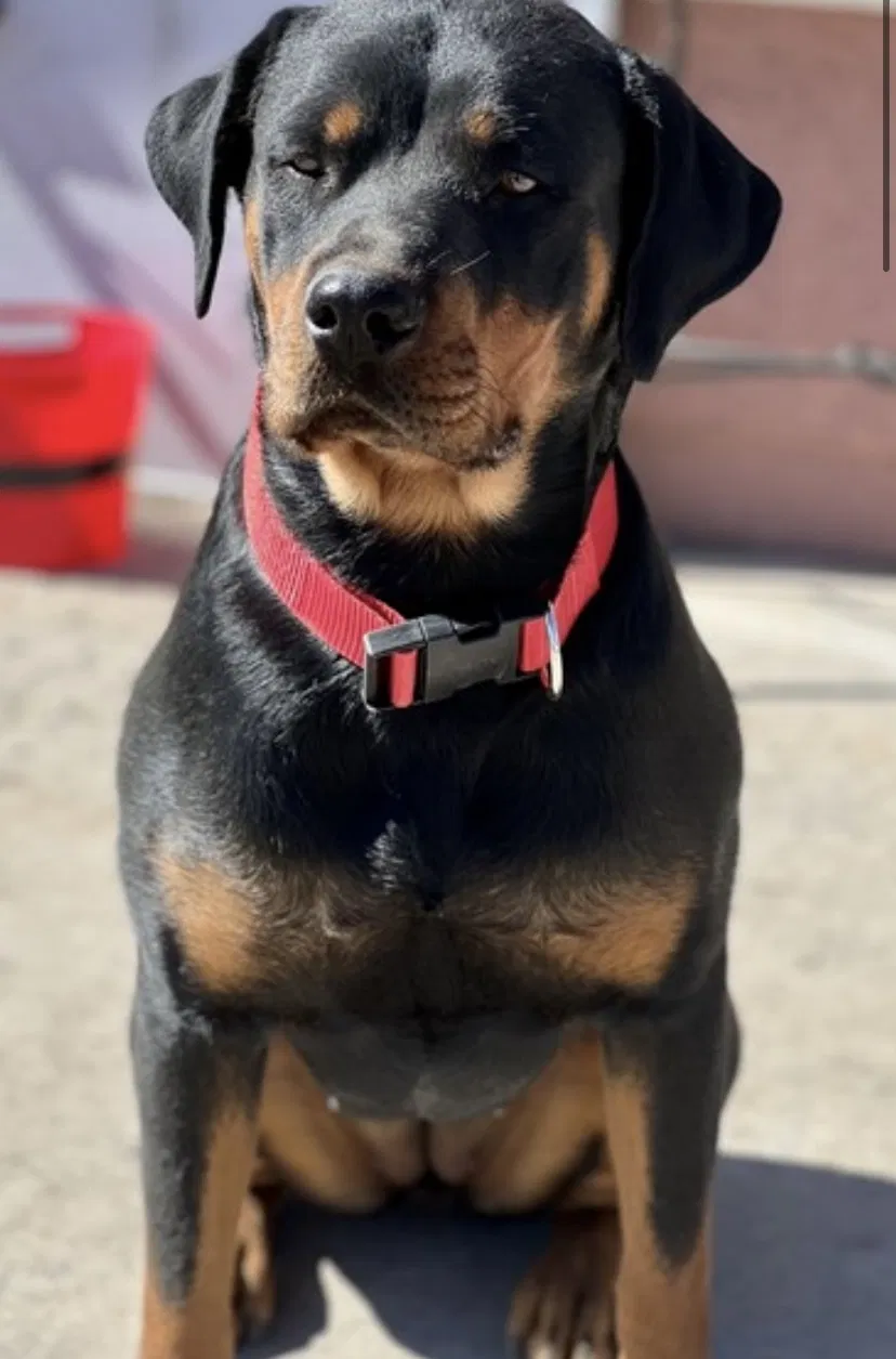 Lost dog in North Las Vegas, NV, 89030