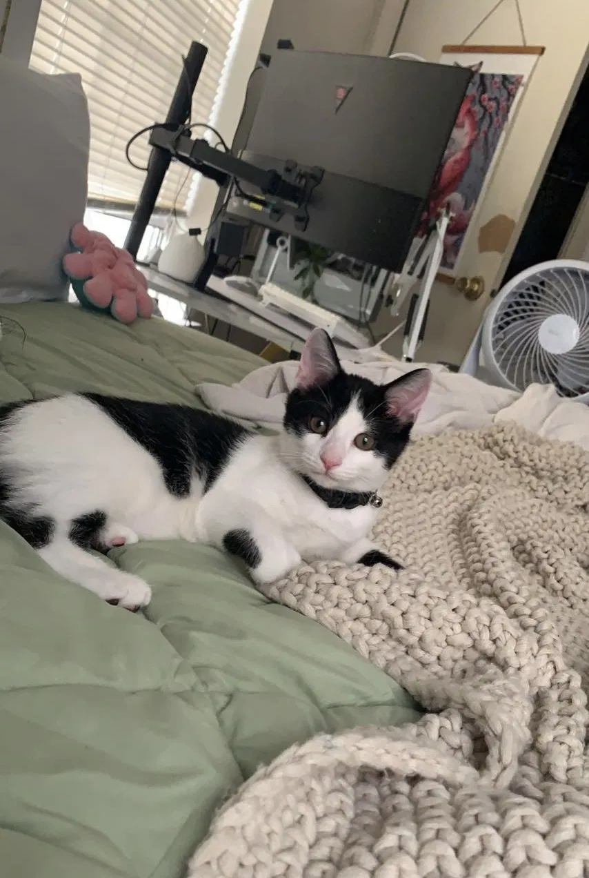 Lost cat in Voorhees, NJ, 8043