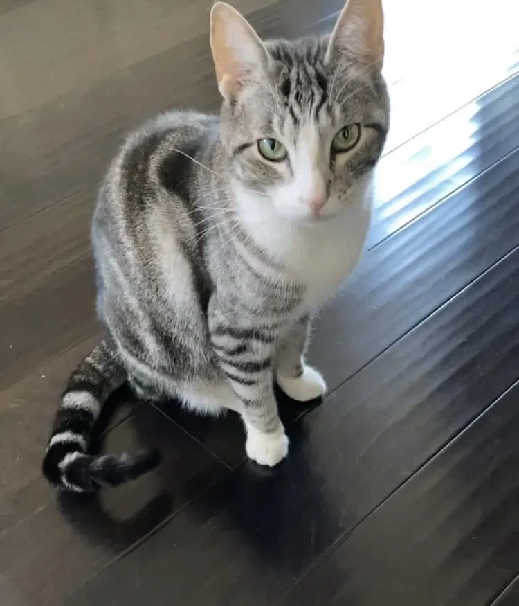 Lost cat in Happy Valley, OR, 97086