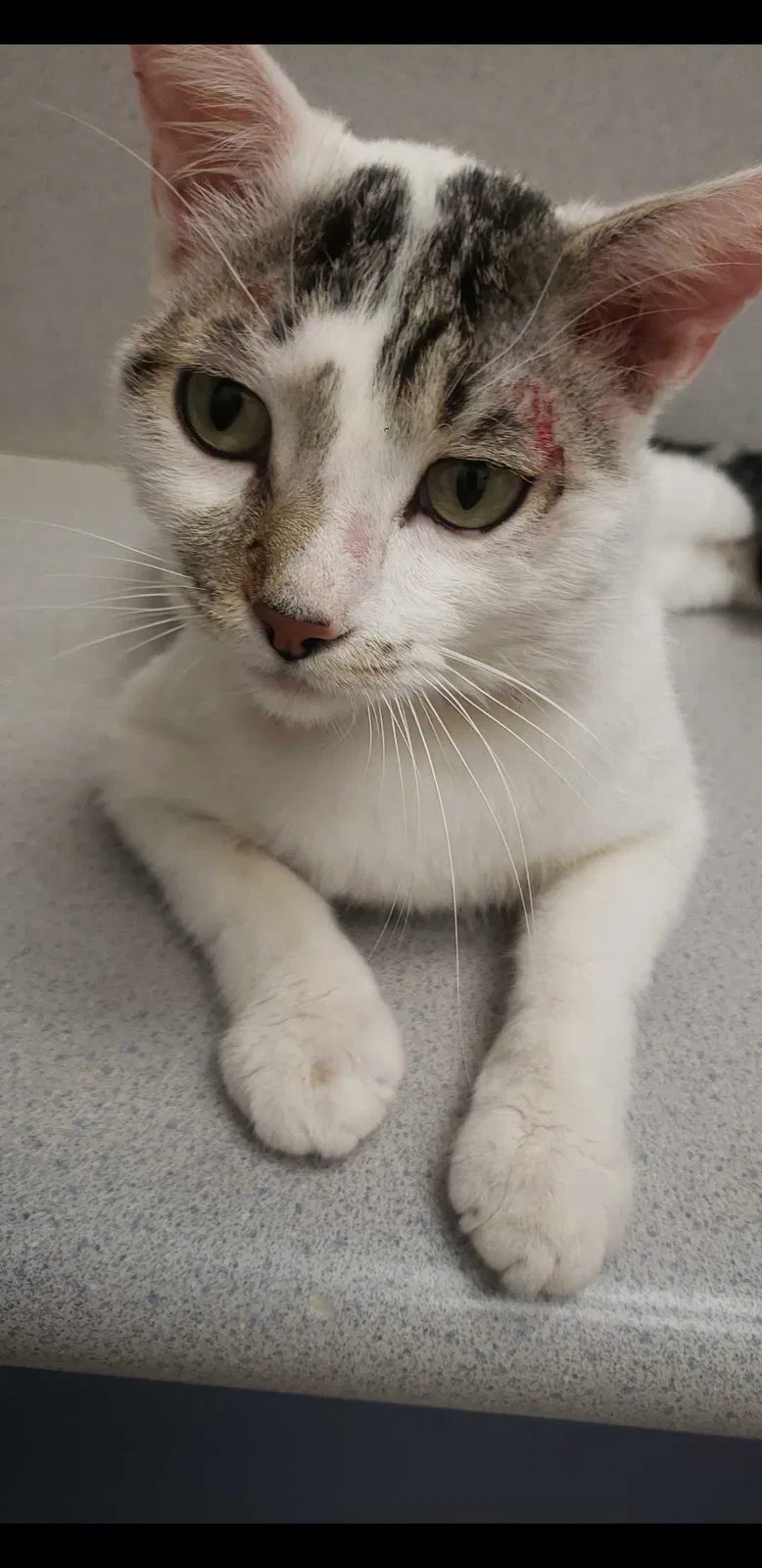Lost cat in Visalia, CA, 93277