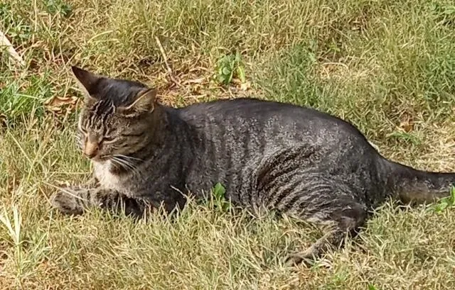 Lost cat in Lexington, KY, 40504