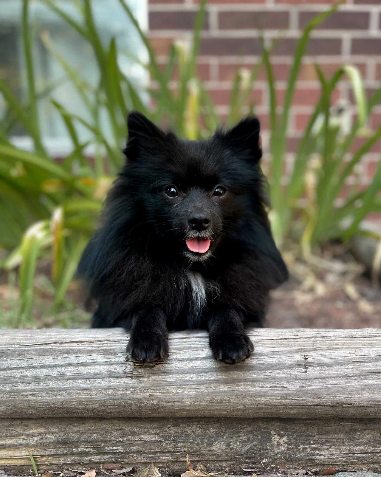Lost dog in Hockley, TX, 77447