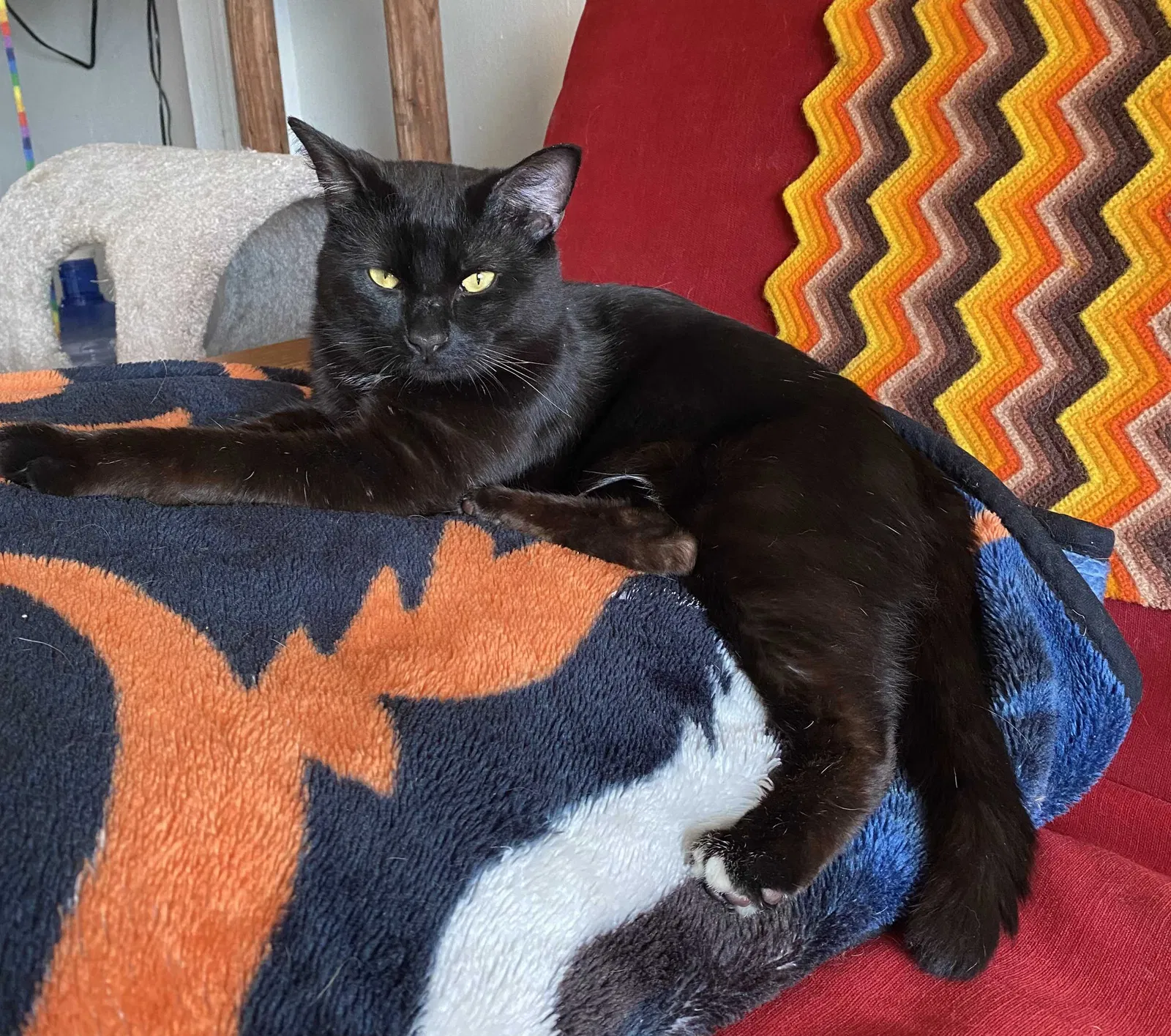 Lost cat in Madison, WI, 53713