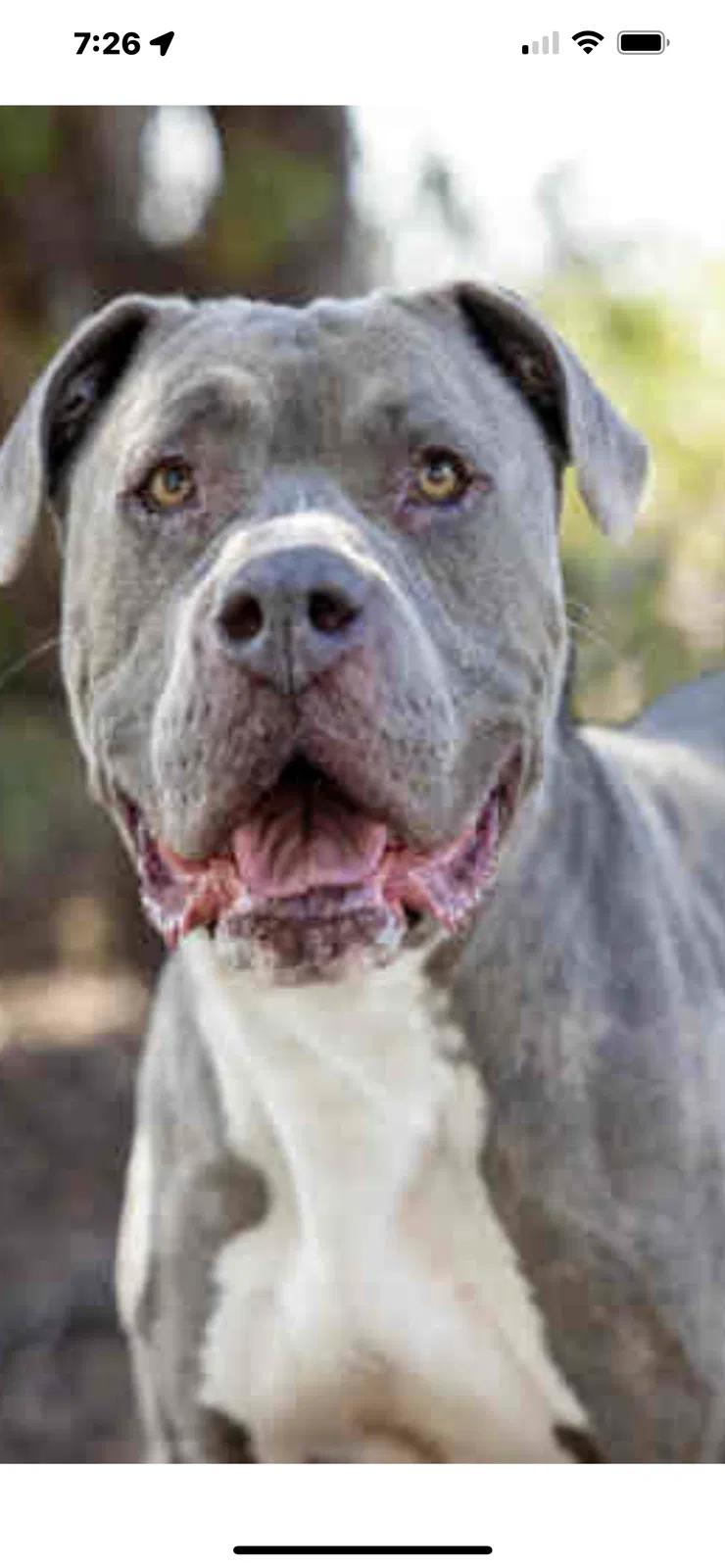 Lost dog in Spring Valley, CA, 91977