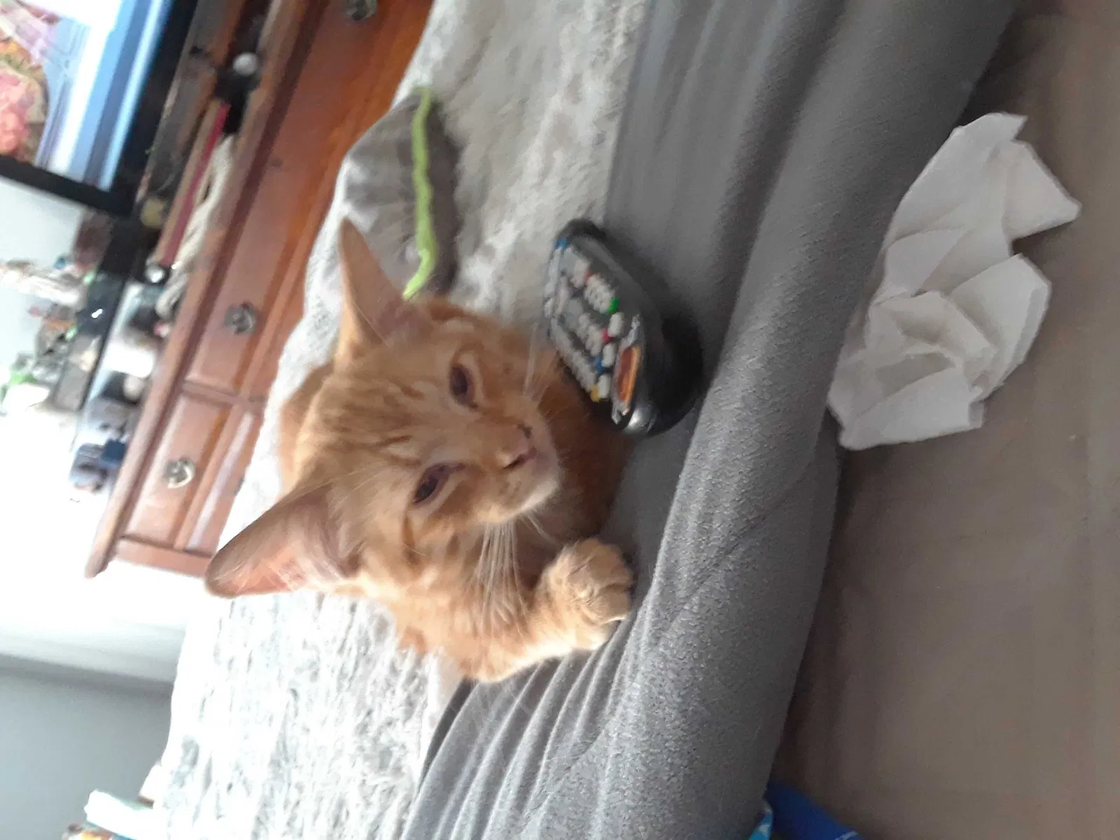Lost cat in Long Beach, CA, 90807