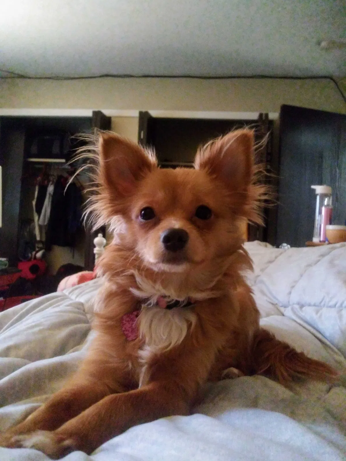 Lost dog in Toledo, OH, 43609