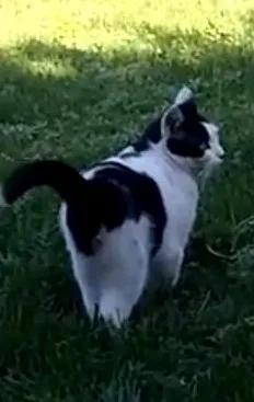 Lost cat in Ontario, CA, 91761