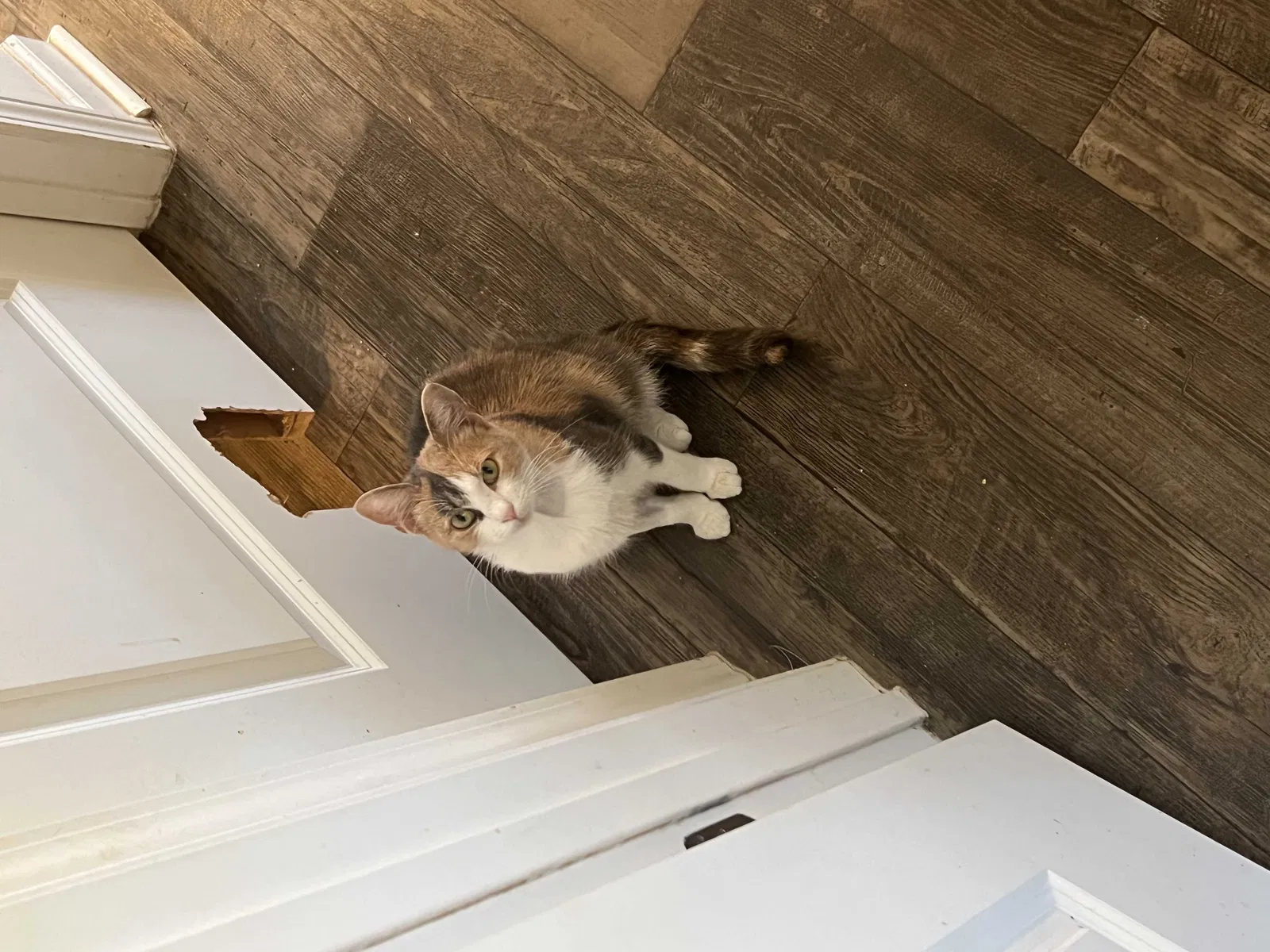 Lost cat in Landis, NC, 28088