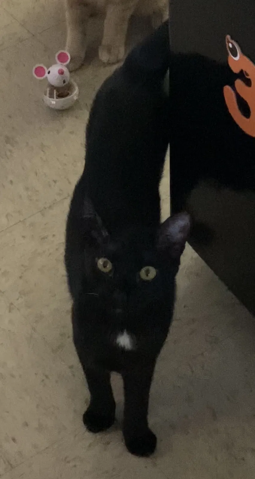 Lost cat in Hemet, CA, 92544