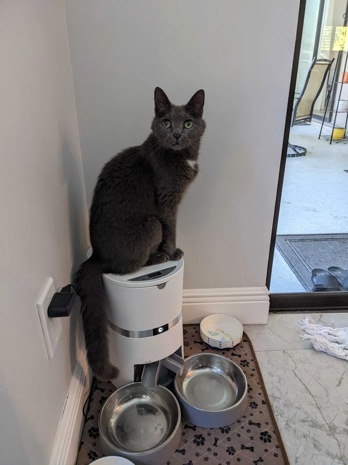 Lost cat in Saint Petersburg, FL, 33710