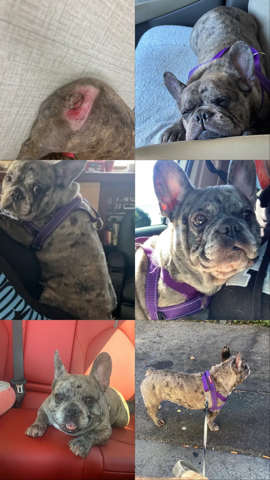 Lost dog in Oakley, CA, 94561