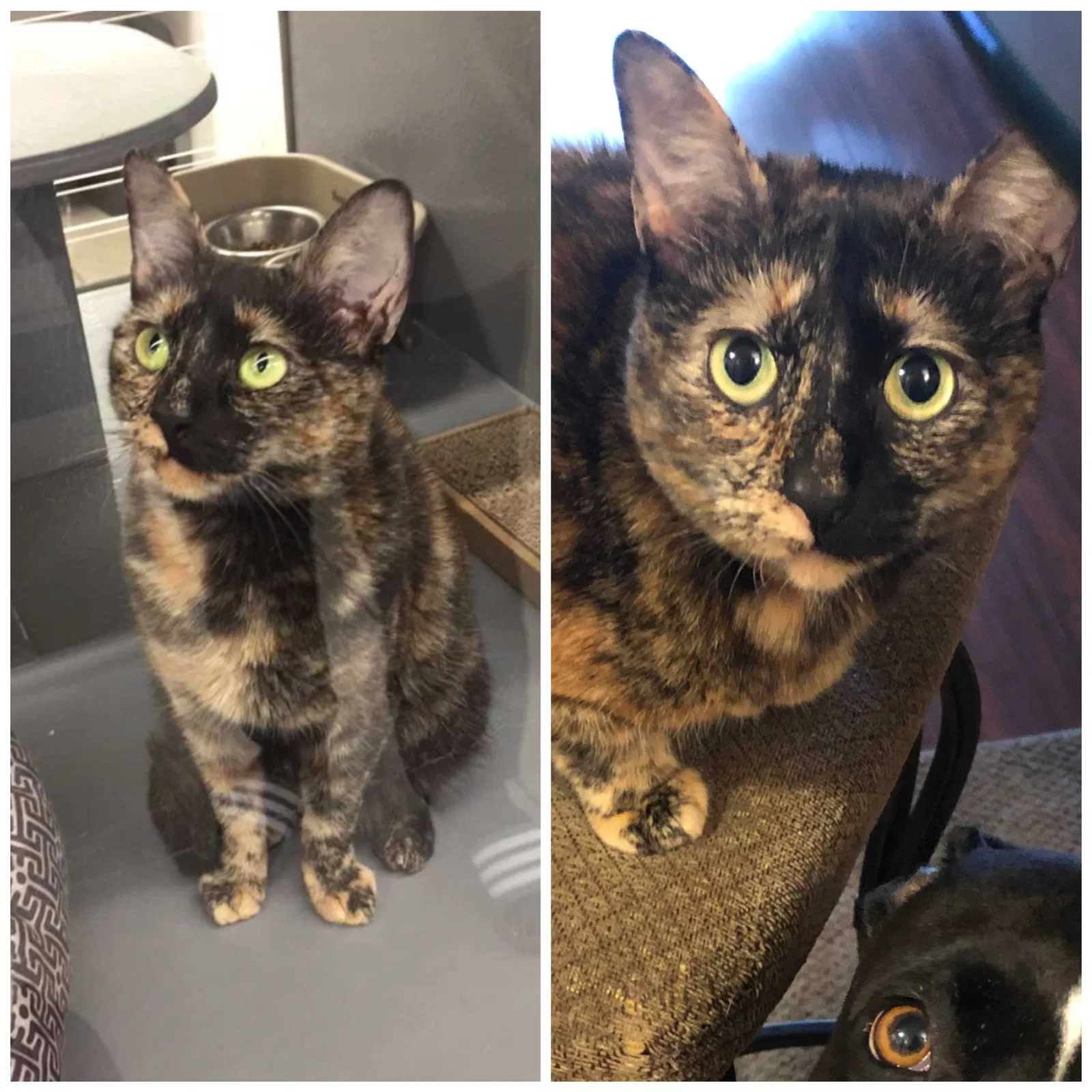 Lost cat in Moreno Valley, CA, 92555