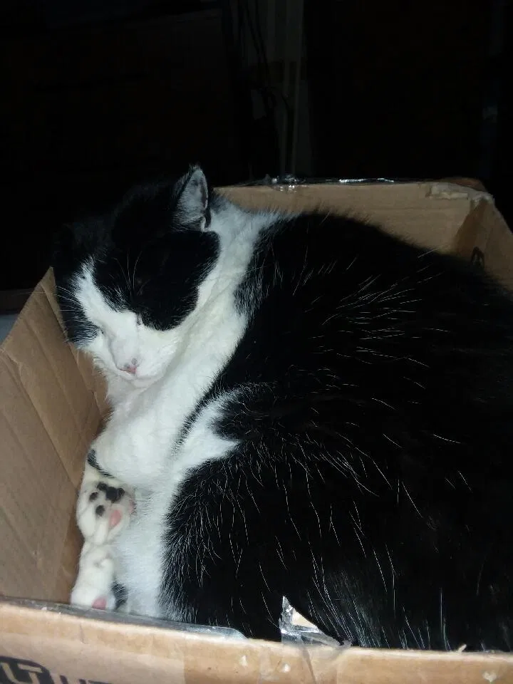 Lost cat in Colorado Springs, CO, 80907