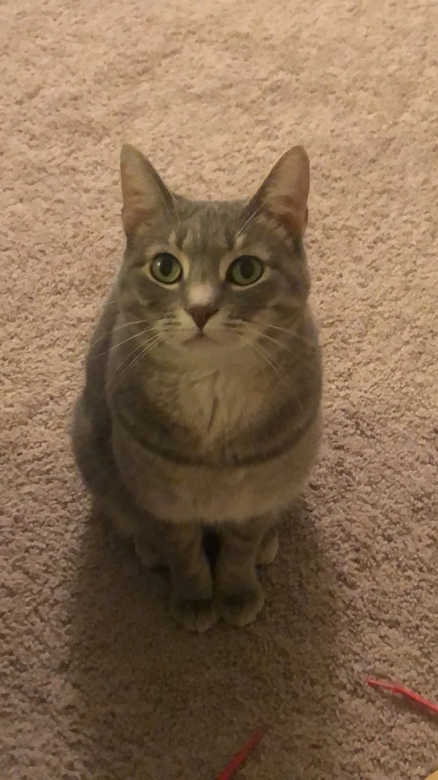 Lost cat in Alexandria, VA, 22312
