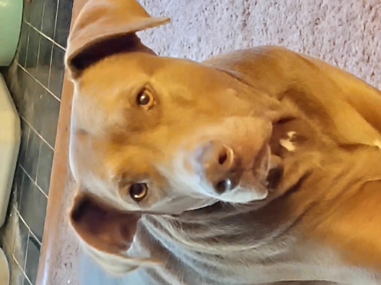 Lost dog in Shreveport, LA, 71104