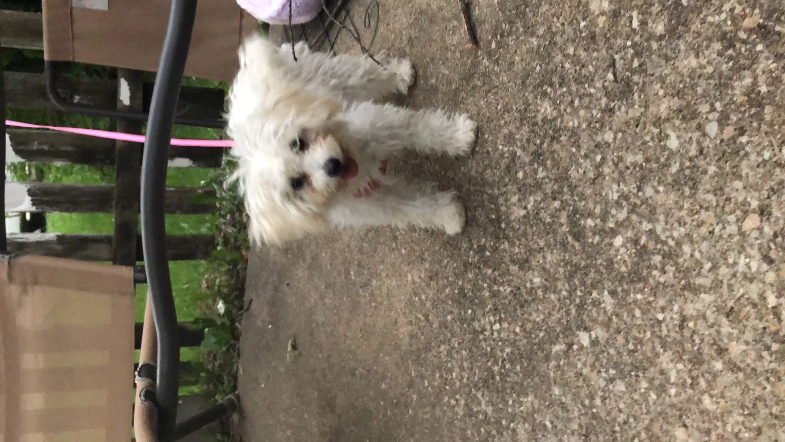 Lost dog in Topeka, KS, 66605