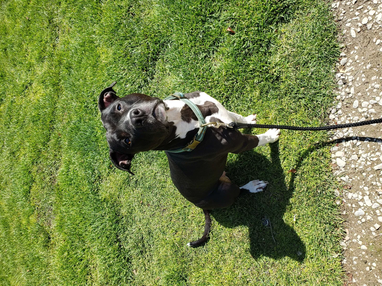 Lost dog in Oakdale, CA, 95361