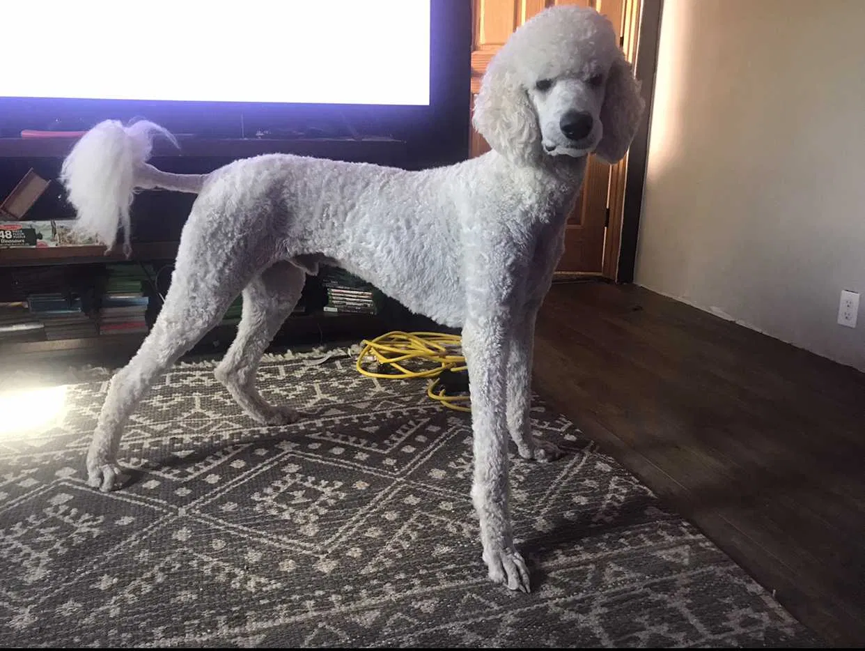 Lost dog in Chattaroy, WA, 99003