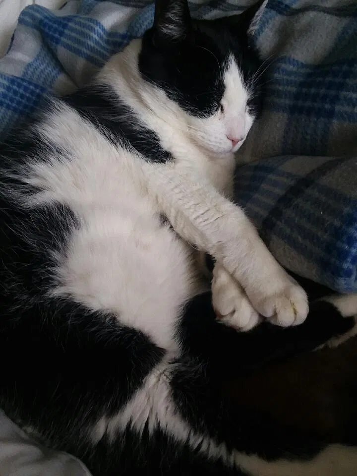 Lost cat in Colorado Springs, CO, 80907