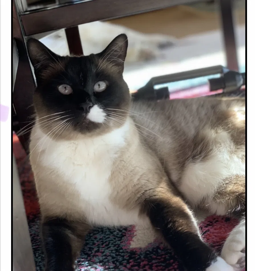 Lost cat in Tacoma, WA, 98407