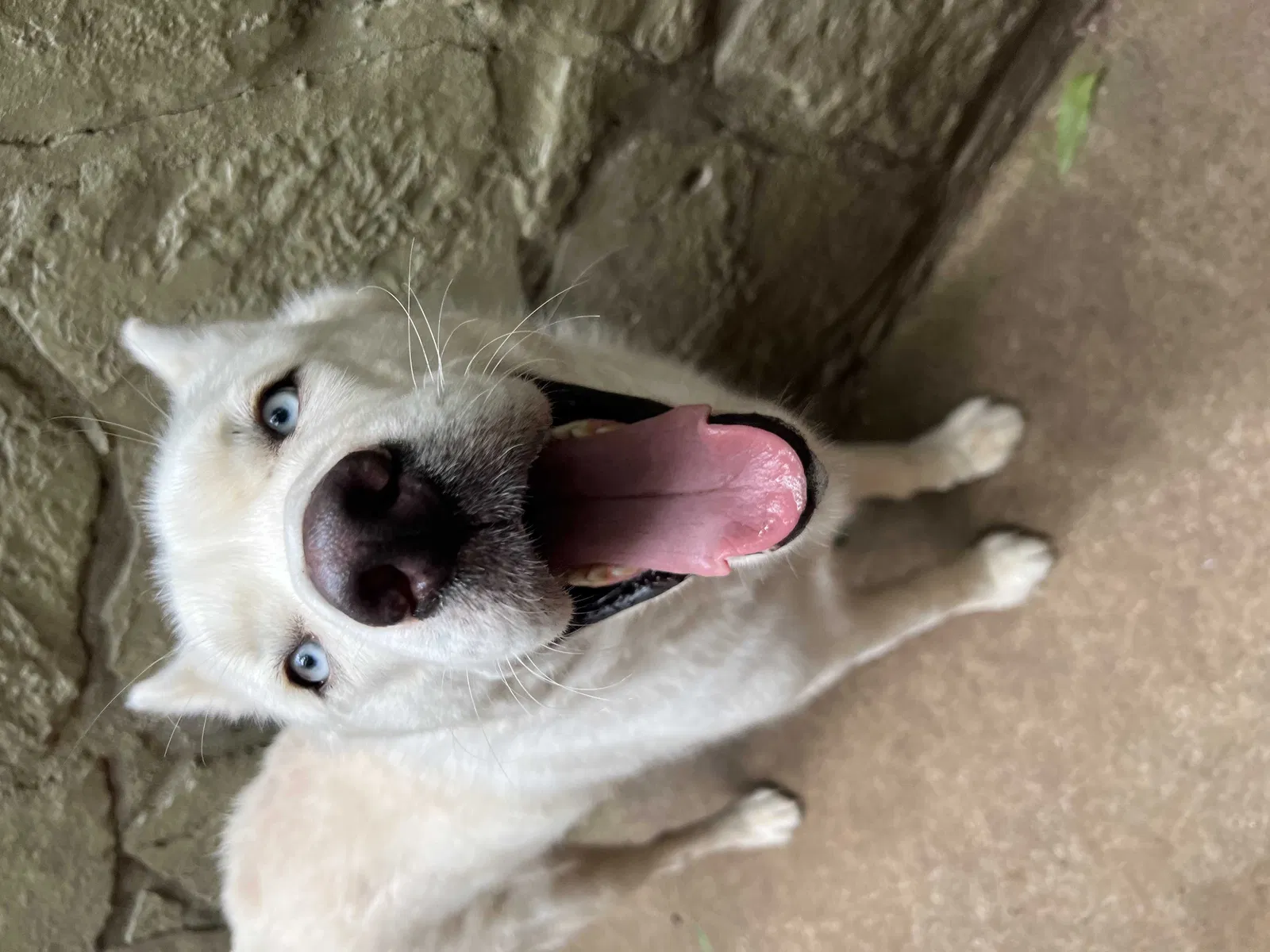 Lost dog in Oklahoma City, OK, 73118
