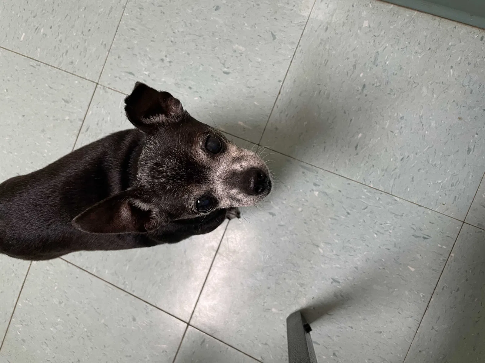 Lost dog in Blue Ridge, GA, 30513