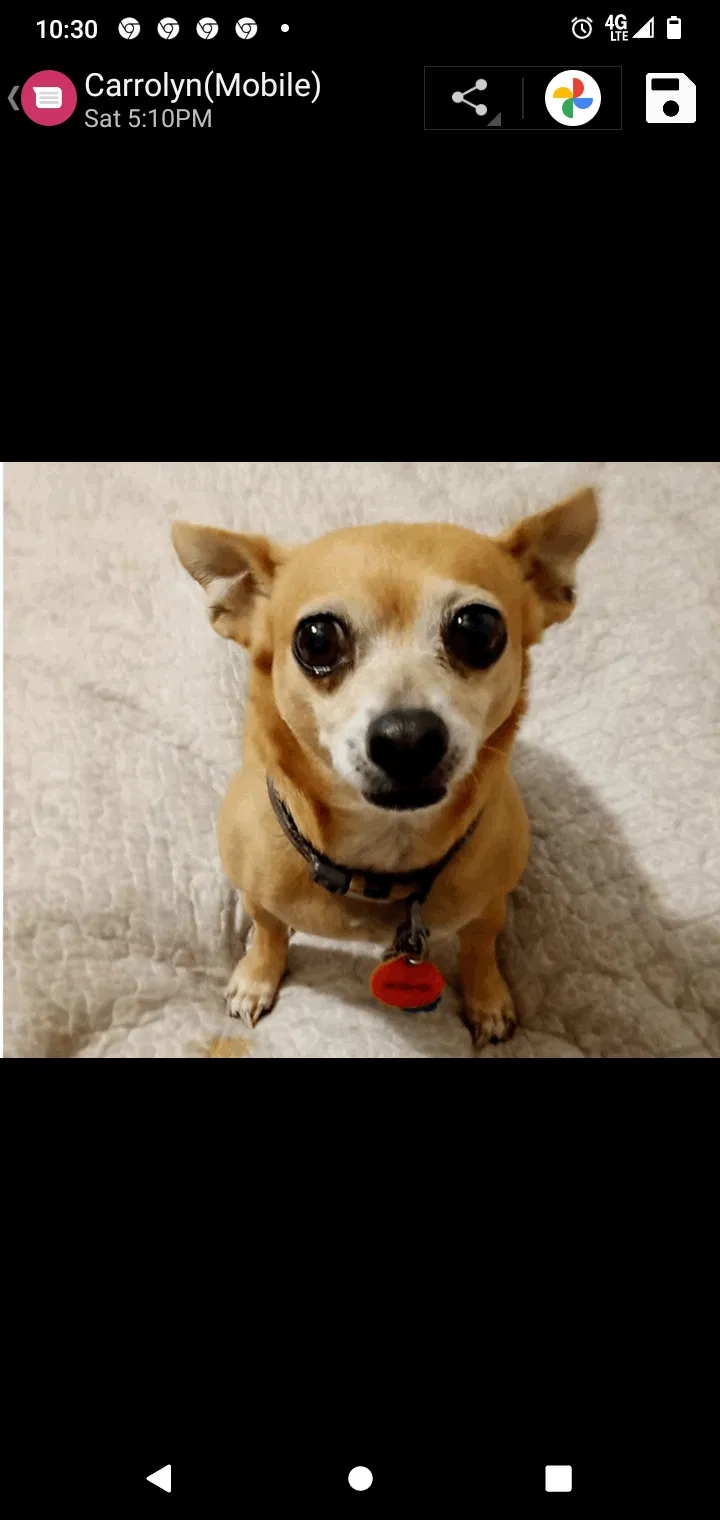 Lost dog in Conroe, TX, 77303