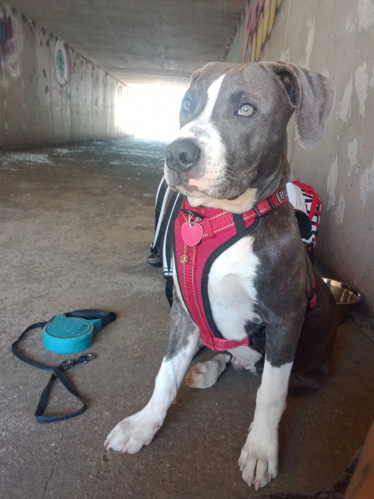Lost dog in Oklahoma City, OK, 73115
