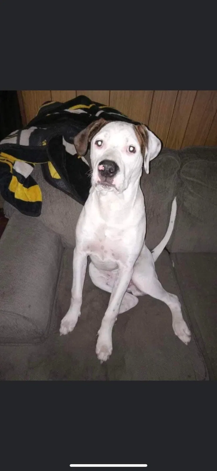 Lost dog in New Castle, PA, 16101