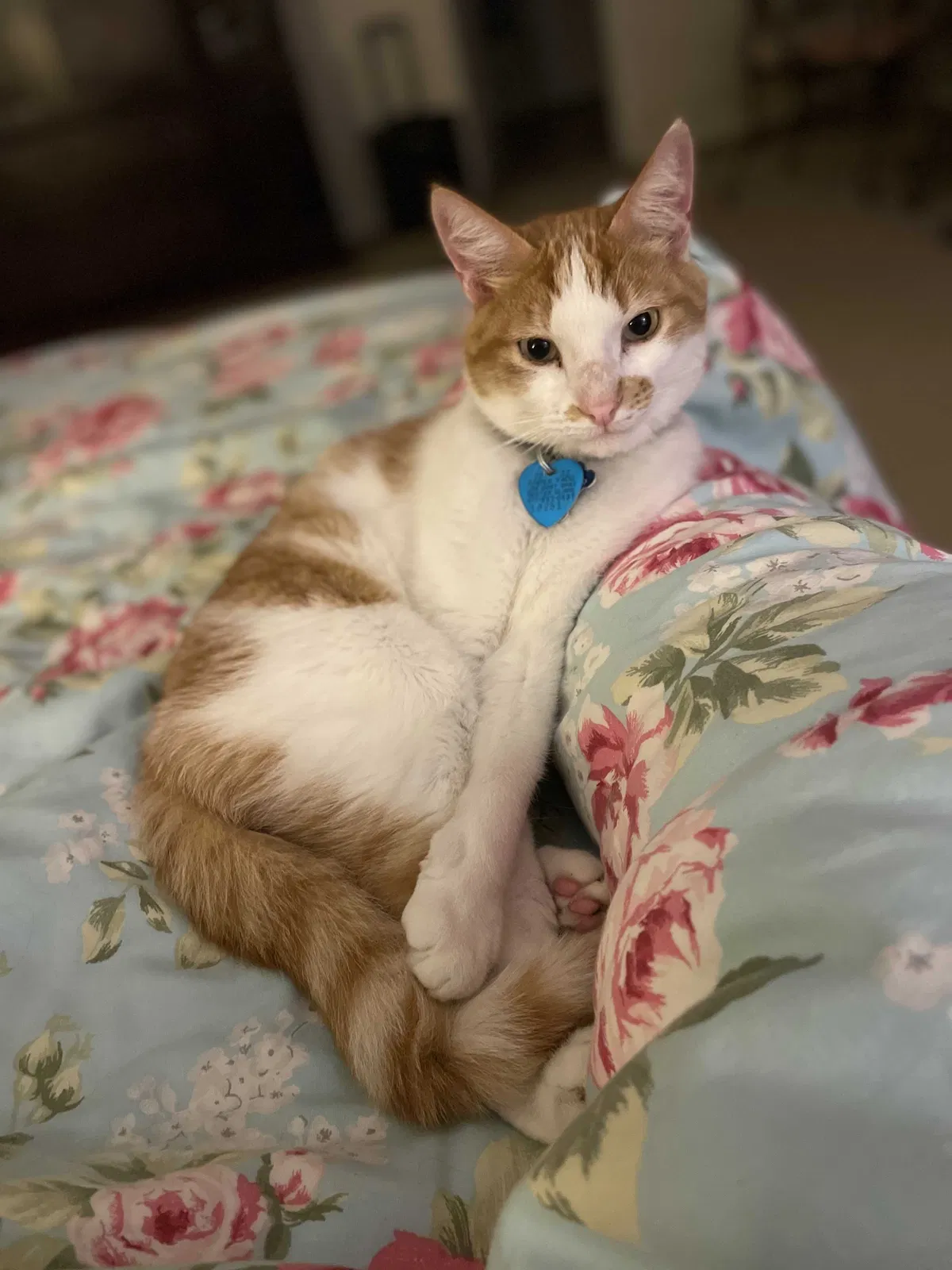 Lost cat in Indianapolis, IN, 46234