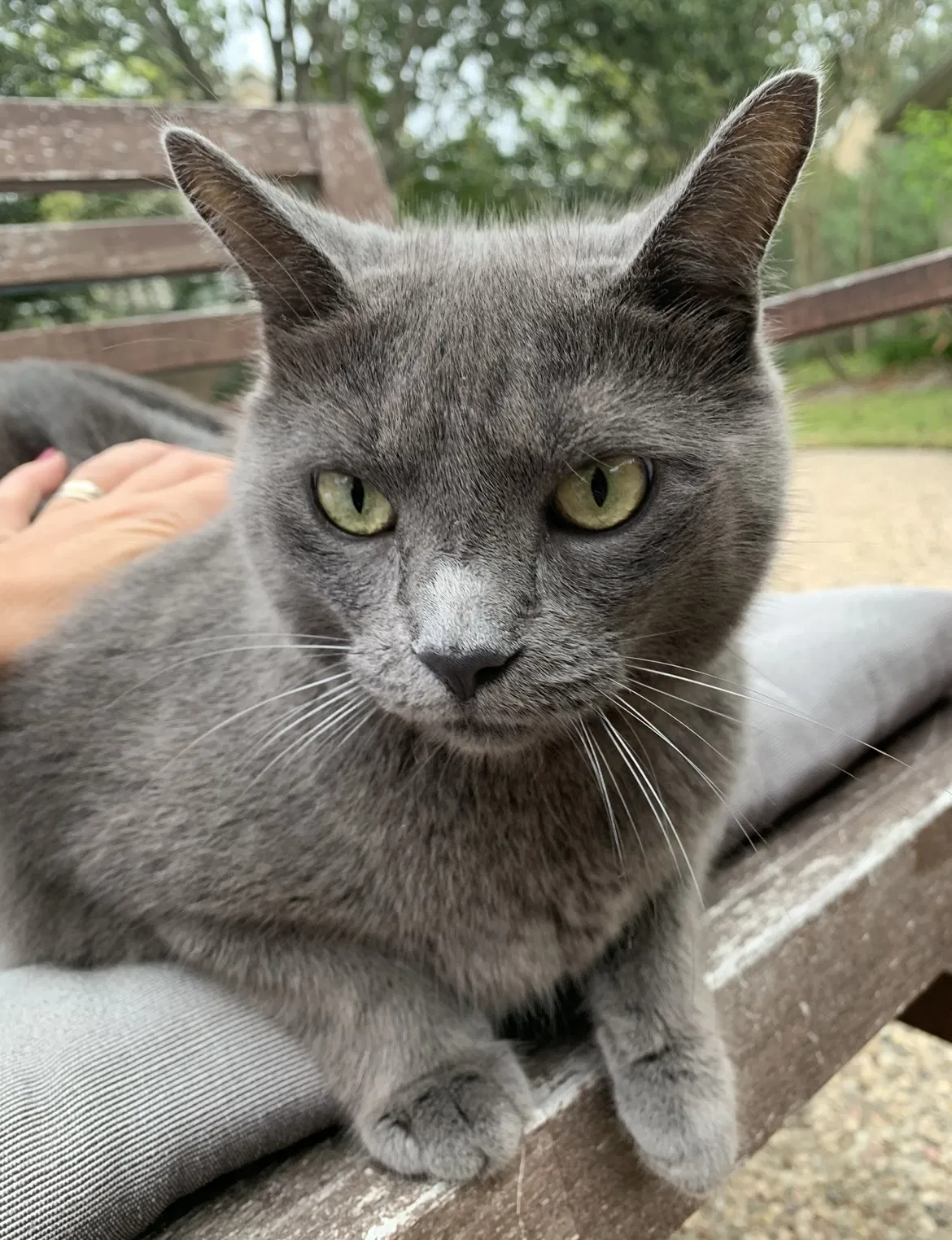 Lost cat in Katy, TX, 77450