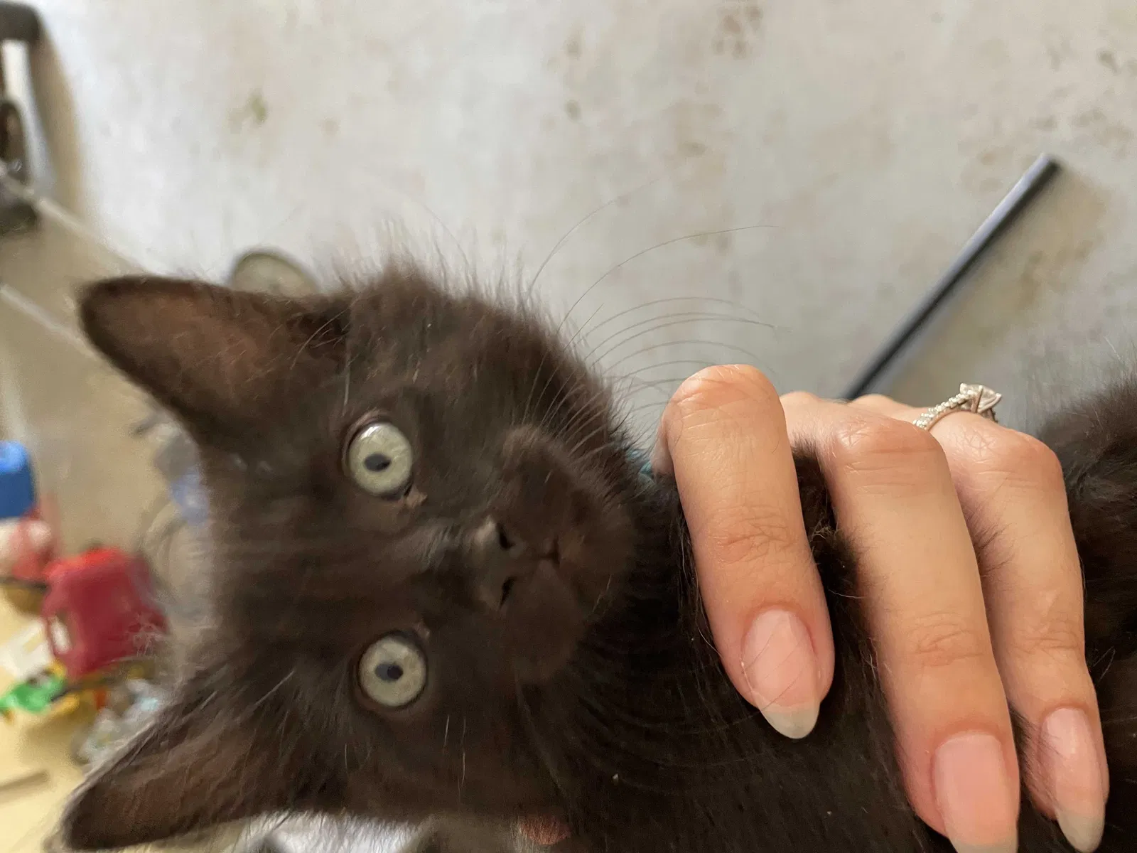 Lost cat in Clarksville, TN, 37042