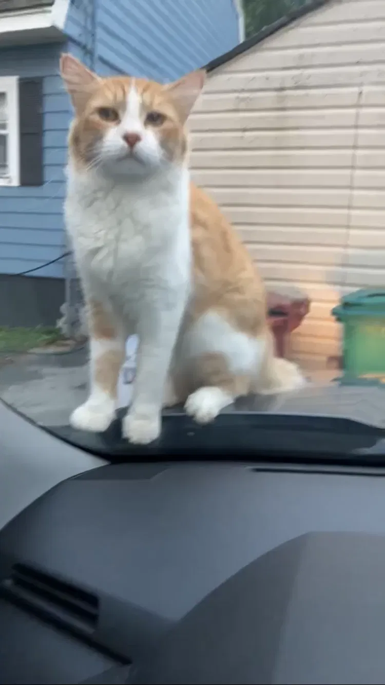 Lost cat in Lowell, MA, 1851