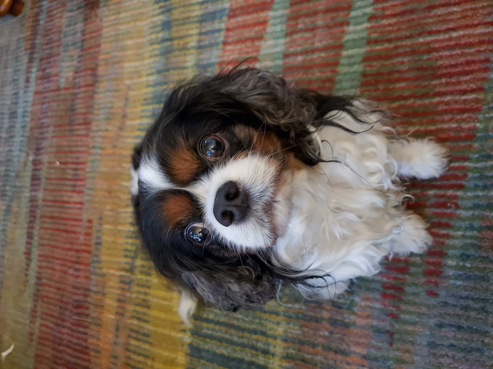 Lost dog in Colorado Springs, CO, 80906
