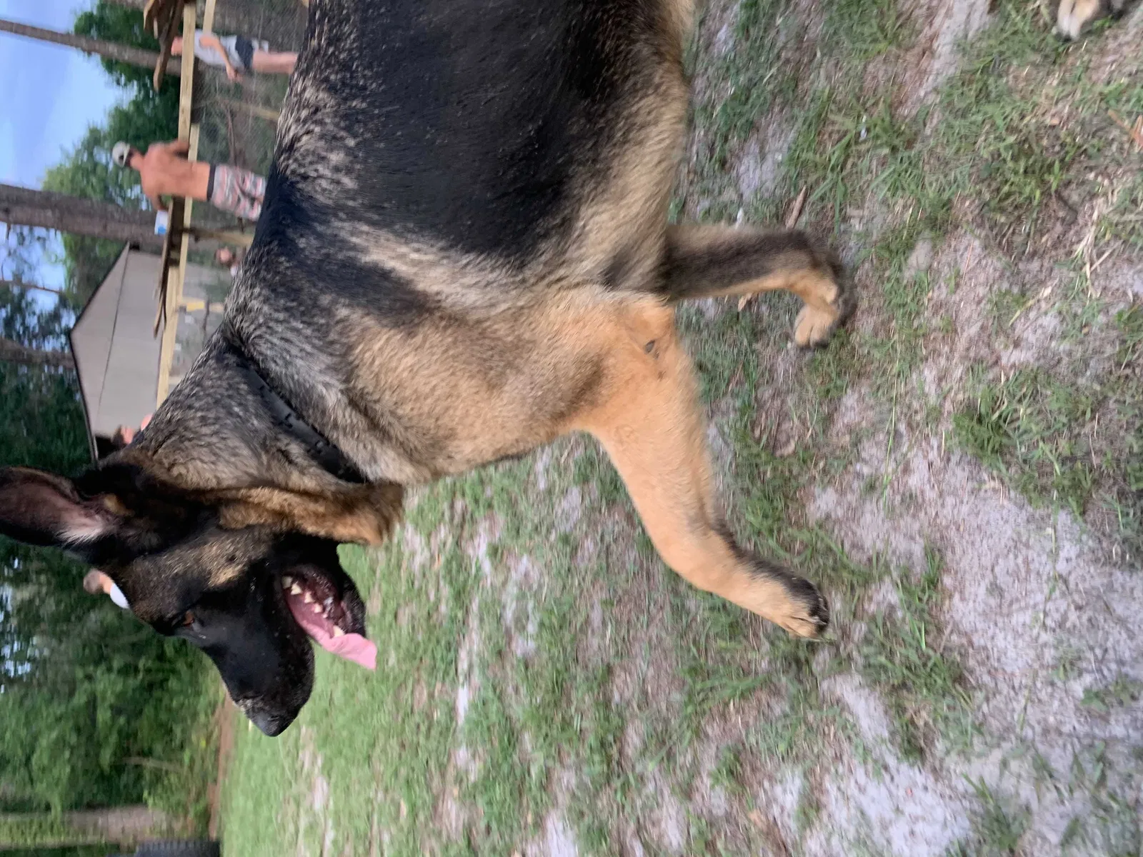 Lost dog in Salley, SC, 29137