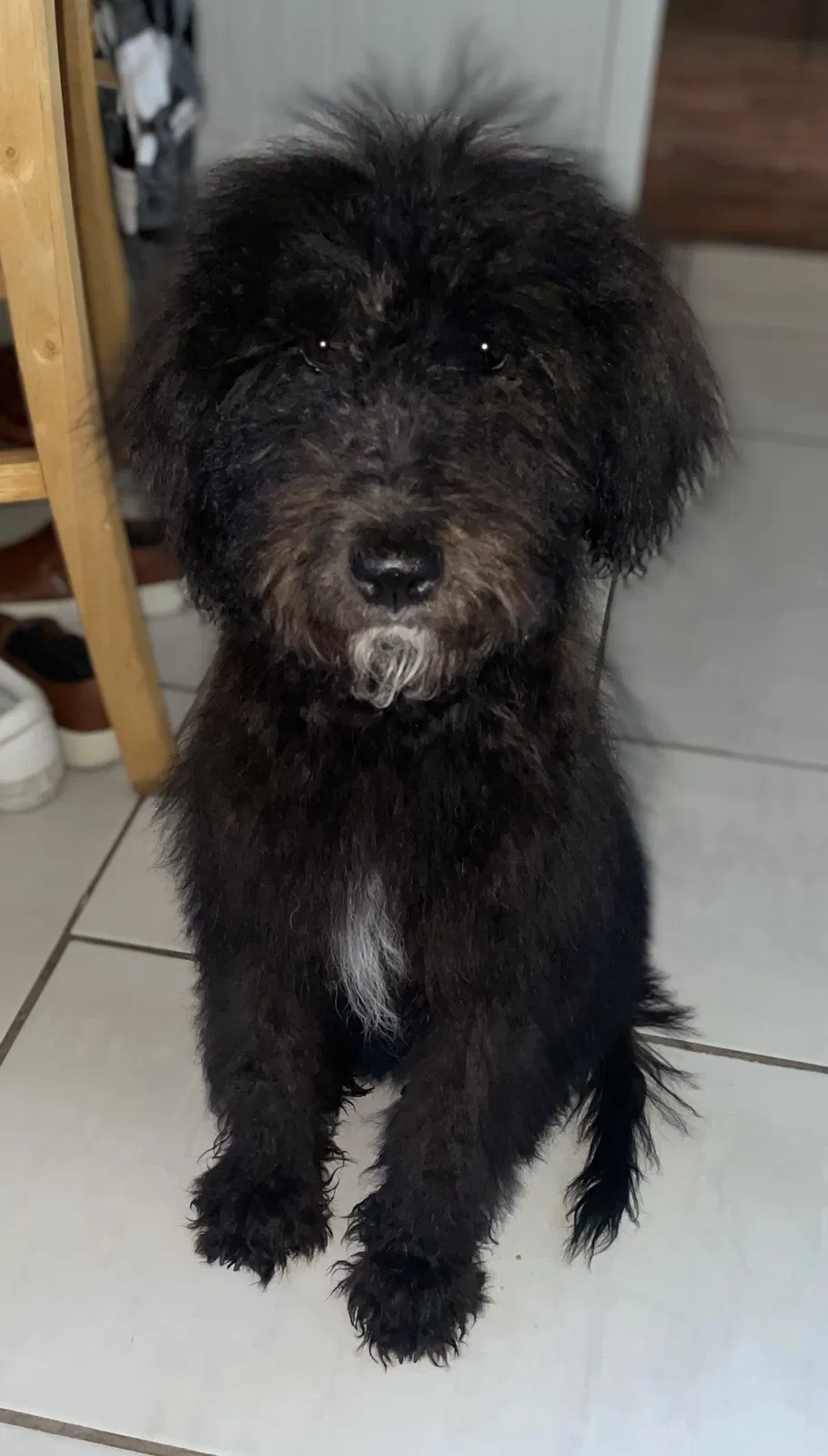 Lost dog in Rhome, TX, 76078