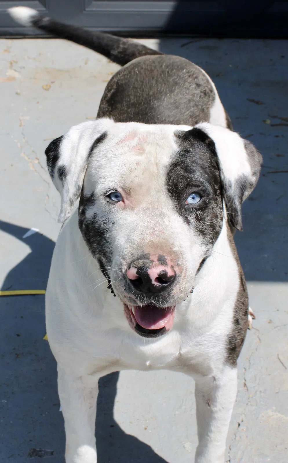 Lost dog in Rhome, TX, 76078