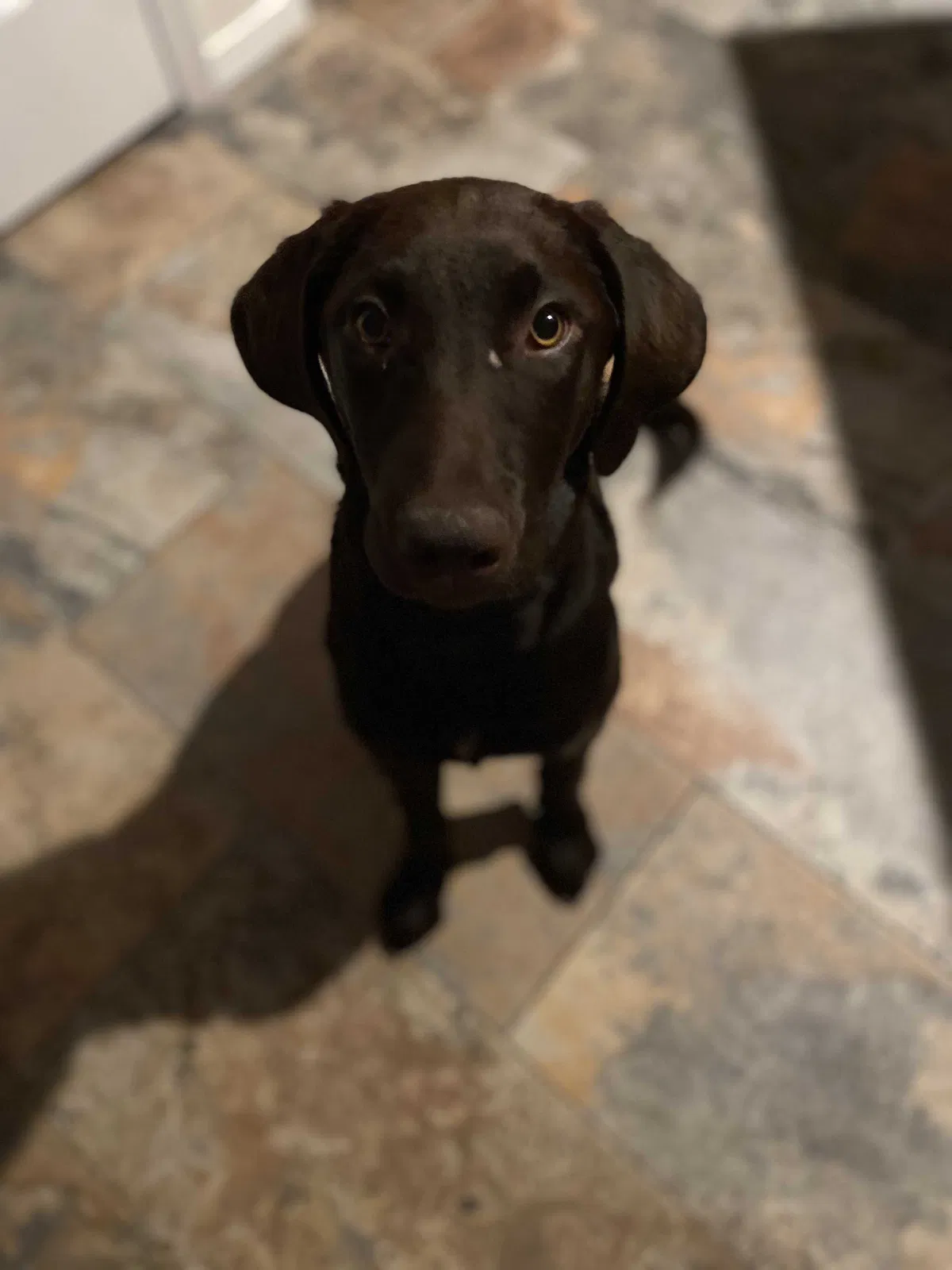 Lost dog in Lowman, ID, 83637