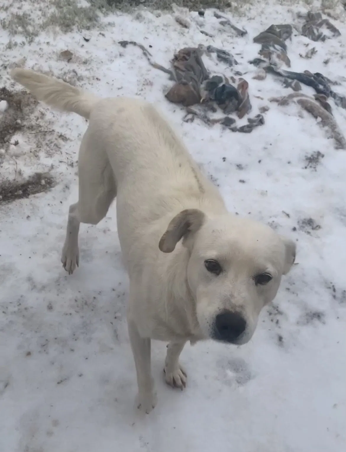 Lost dog in La Vernia, TX, 78121