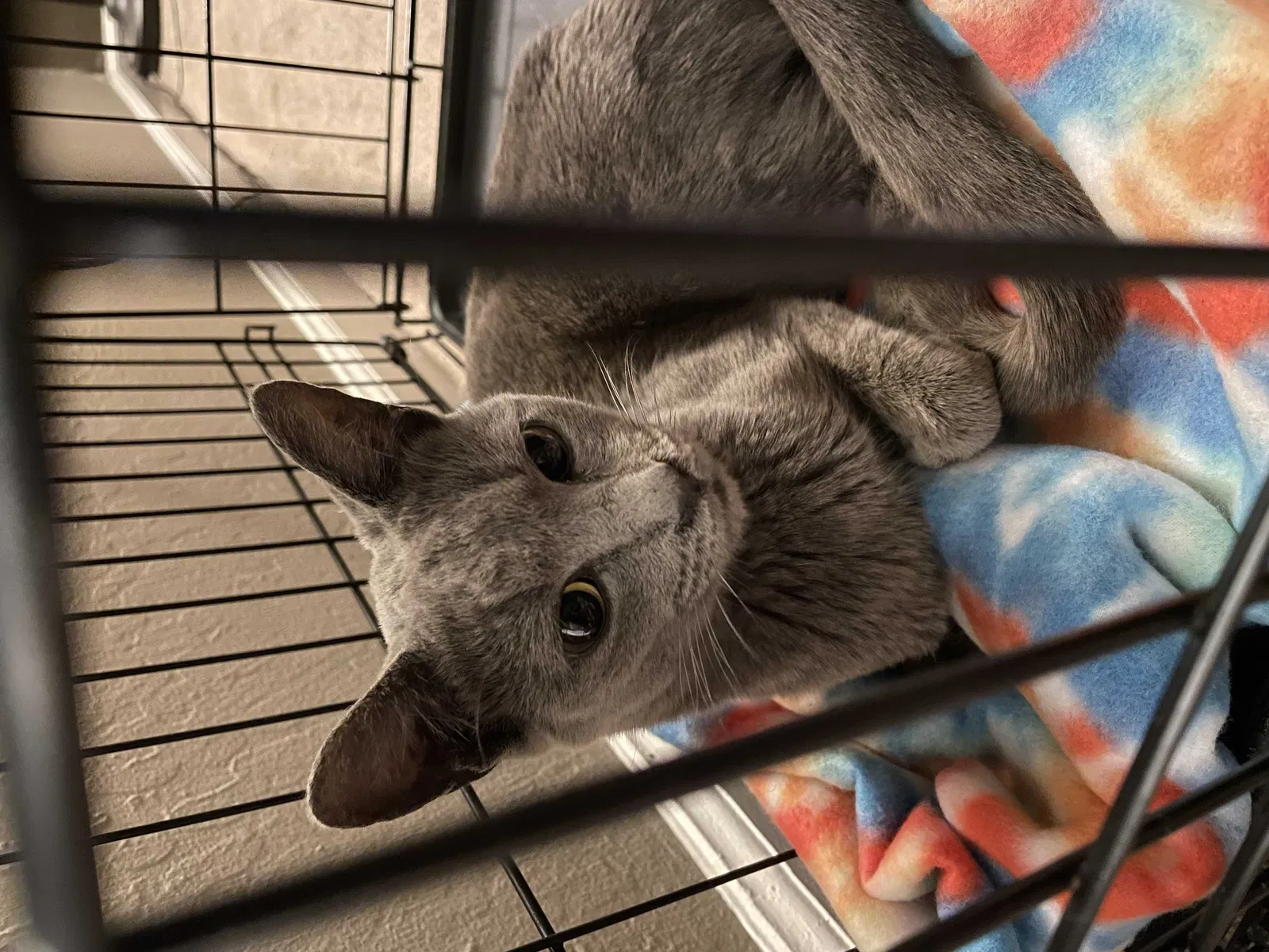 Found cat in Tracy, CA, 95376