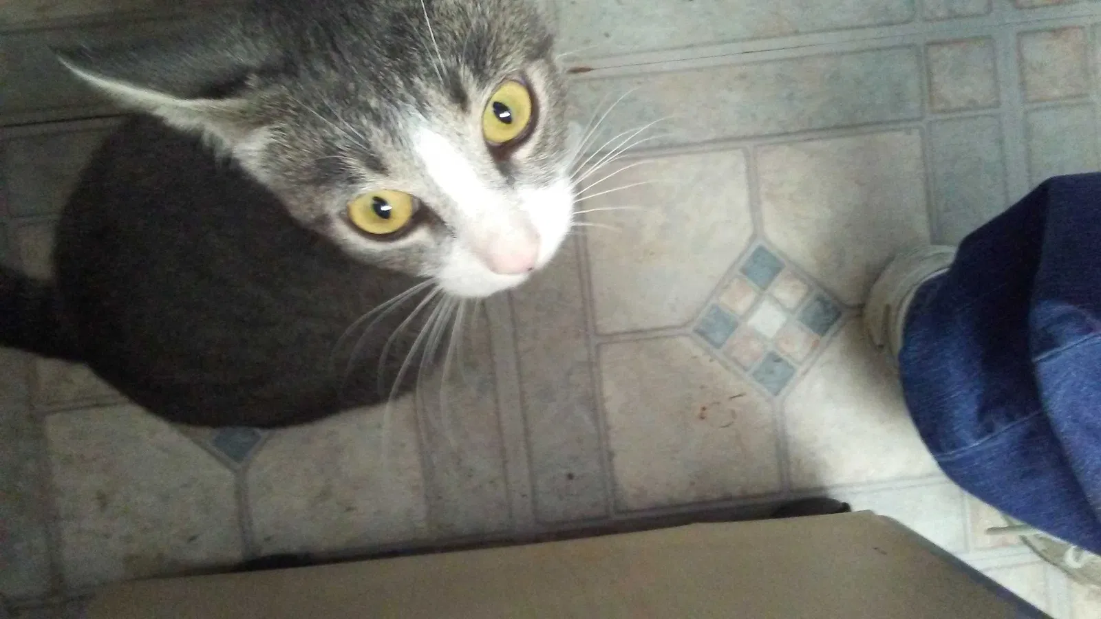 Lost cat in Kennedale, TX, 76060