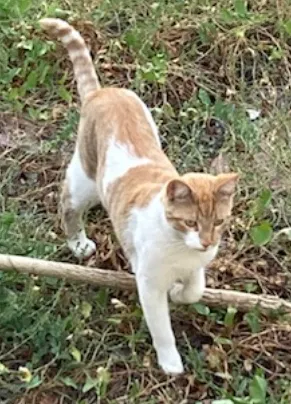 Lost cat in Albuquerque, NM, 87105
