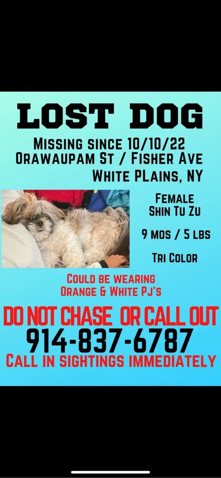Lost dog in White Plains, NY, 10606