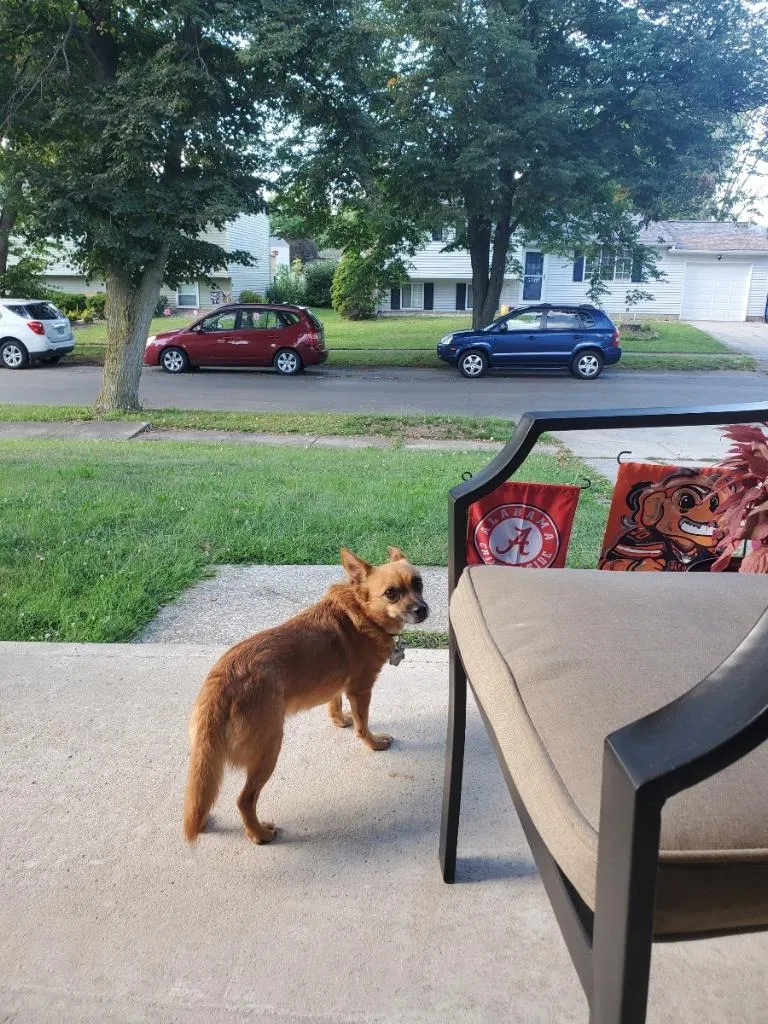 Lost dog in Galloway, OH, 43119
