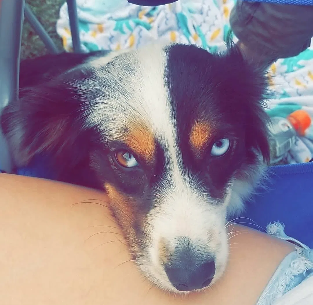 Lost dog in Lexington, TX, 78947